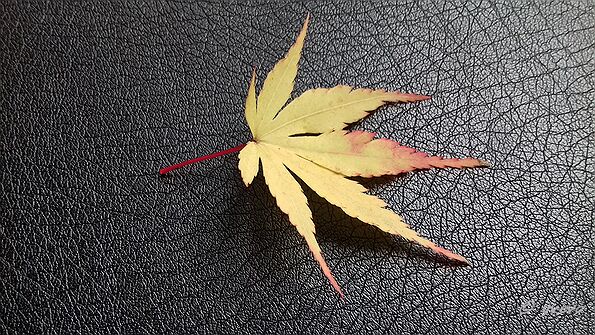Acer palmatum 'Sango kaku' Acer palmatum 'Sango kaku' - Leaf