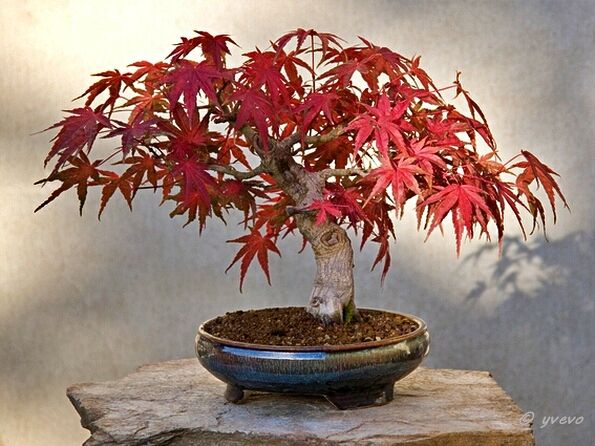 Acer palmatum 'Seigai' Acer palmatum 'Seigai'