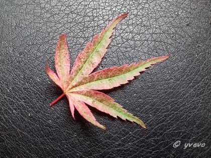 Acer palmatum 'Seigai' Acer palmatum 'Seigai' - Leaf