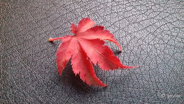 Acer palmatum 'Shishigashira' Acer palmatum 'Shishigashira' - Leaf