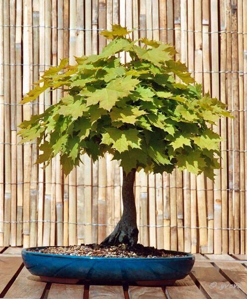 Acer platanoide L. Acer platanoide L.