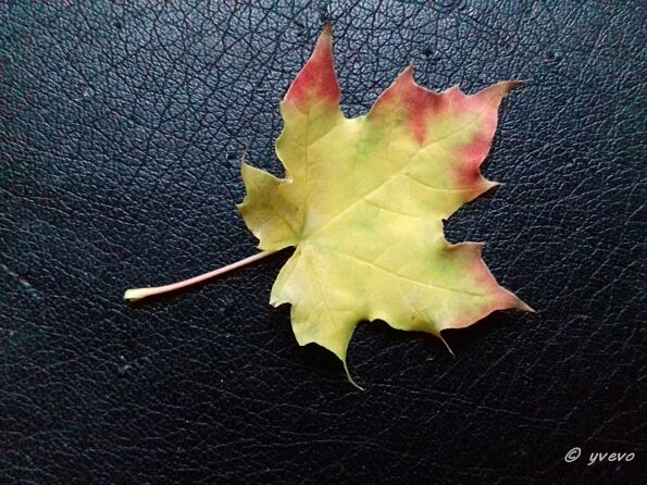 Acer platanoide L. Acer platanoide - Leaf