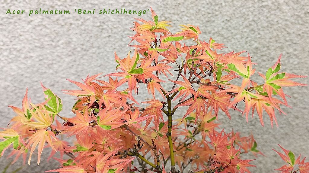 Erable-Bonsai-Acer Acer palmatum 'Beni shichihenge'