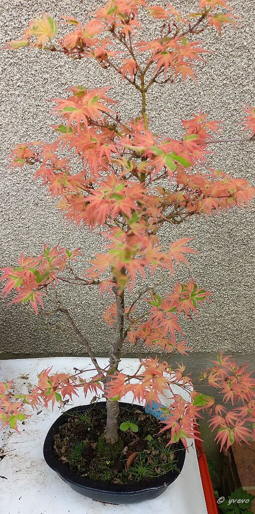 Erable-Bonsai-Acer Acer palmatum 'Beni shichihenge'