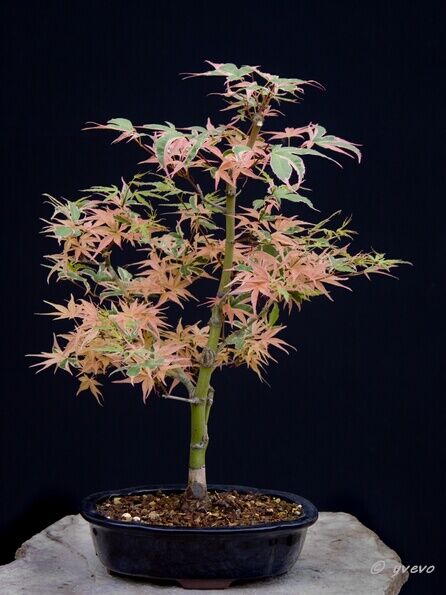 Erable-Bonsai-Acer Acer palmatum 'Beni shichihenge'