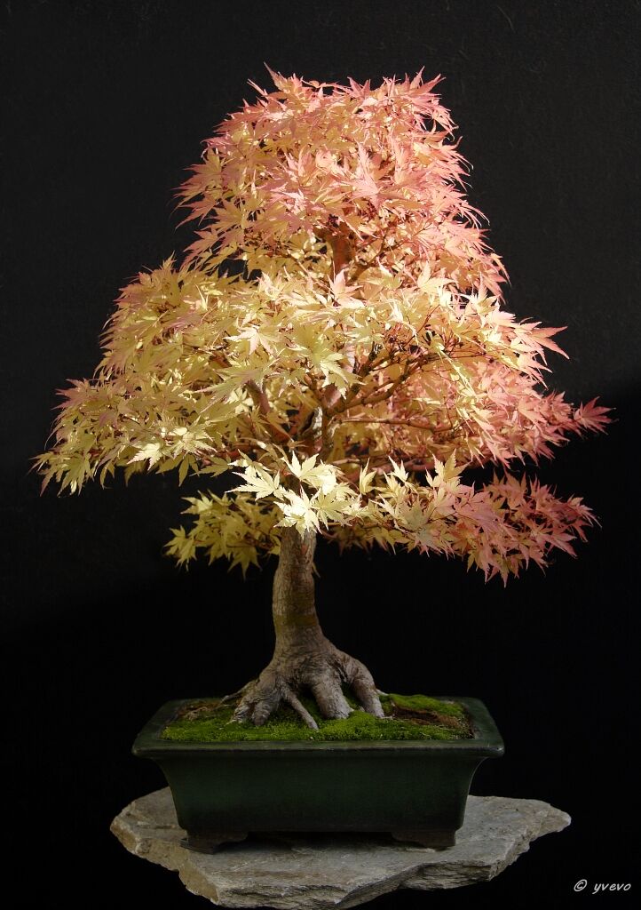 Erable-Bonsai-Acer Acer palmatum 'Sango kaku'