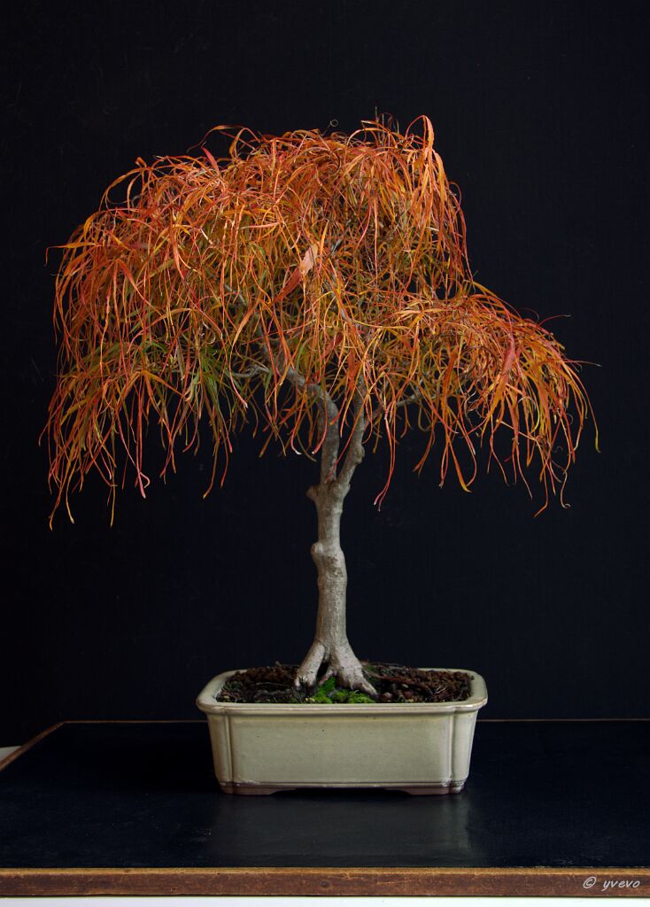 Erable-Bonsai-Acer Acer palmatum 'Koto ito komachi'