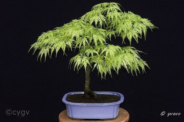 Erable-Bonsai-Acer Acer palmatum 'Filigree'