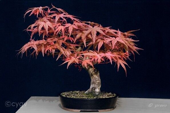 Erable-Bonsai-Acer Acer palmatum 'Seigaï'