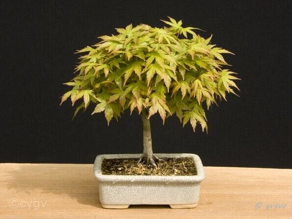 Erable-Bonsai-Acer Acer matsumurae