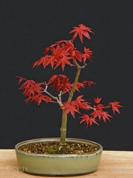 Erable-Bonsai-Acer Acer palmatum 'Beni maiko'