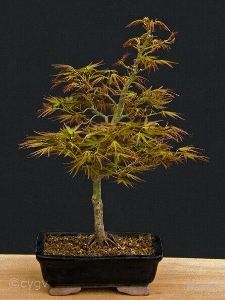 Erable-Bonsai-Acer Acer palmatum 'Kamagata'
