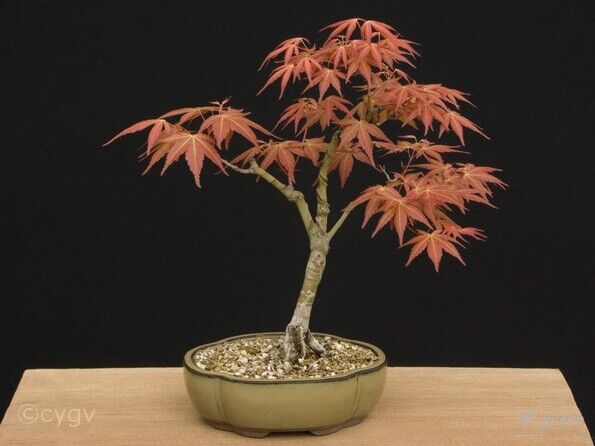 Erable-Bonsai-Acer Acer palmatum 'Seigen'