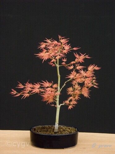 Erable-Bonsai-Acer Acer palmatum 'Wilson's pink dwarf'
