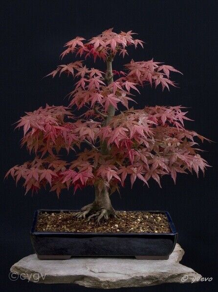 Erable-Bonsai-Acer Acer palmatum 'Deshojo'
