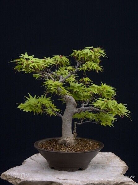 Erable-Bonsai-Acer Acer palmatum 'Mikawa yatsubusa'