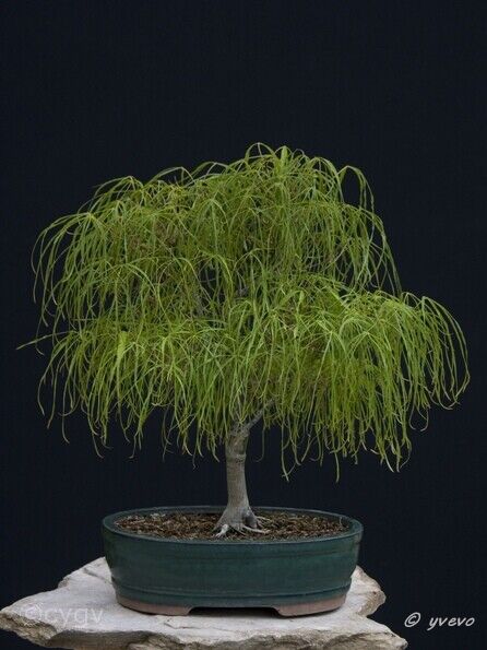 Erable-Bonsai-Acer Acer palmatum 'Koto ito komachi'