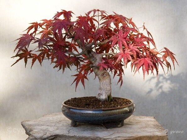 Erable-Bonsai-Acer Acer palmatum 'Seigai'