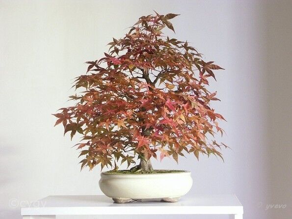 Erable-Bonsai-Acer Acer palmatum 'Deshojo'
