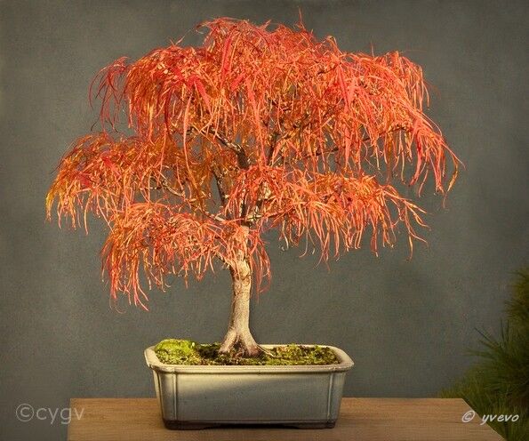 Erable-Bonsai-Acer Acer palmatum 'Koto ito komachi'