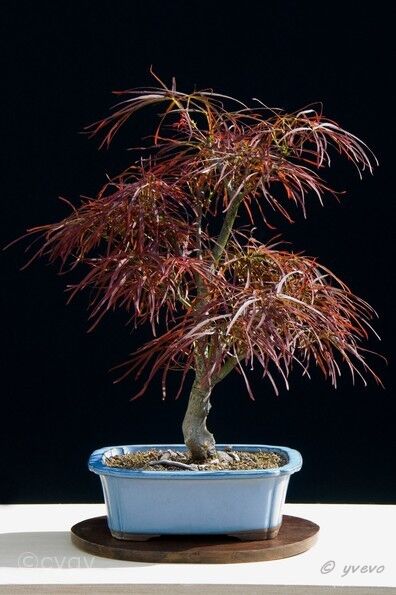 Erable-Bonsai-Acer Acer palmatum 'Red Pygmy'