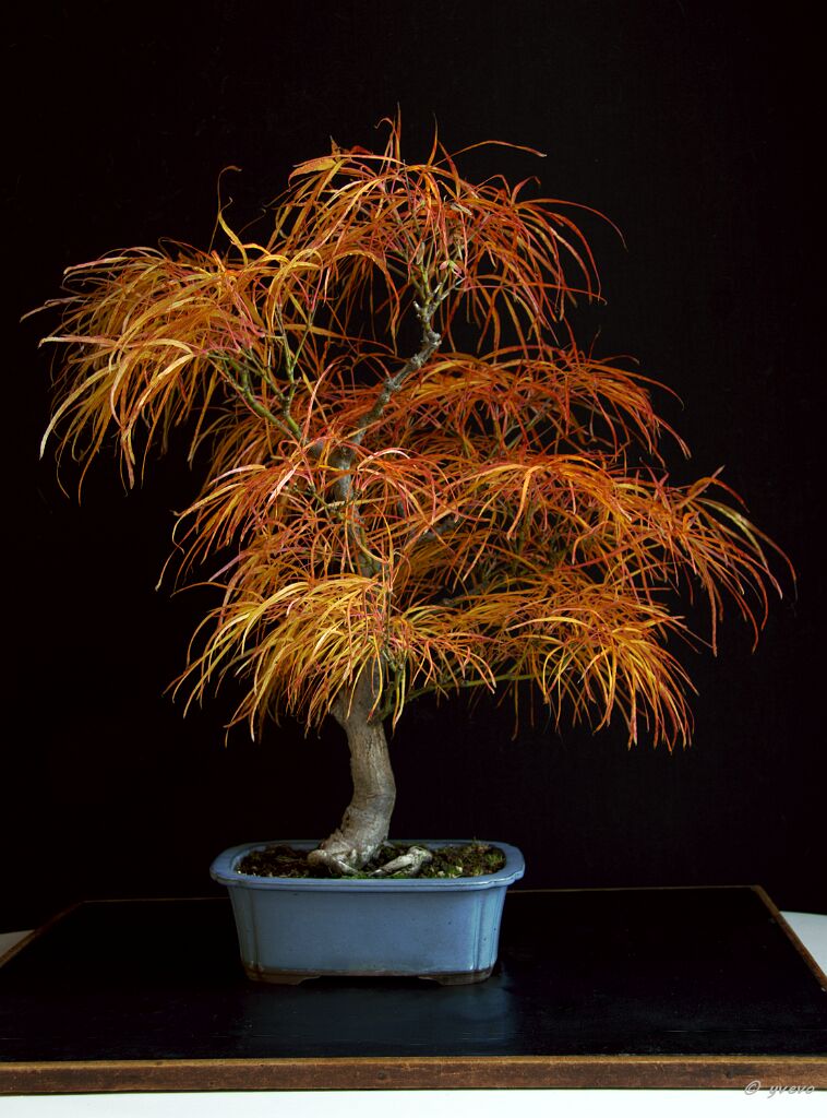 Erable-Bonsai-Acer Acer palmatum 'Red Pygmy'