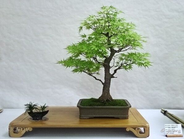 Erable-Bonsai-Acer Acer palmatum 'Arakawa'