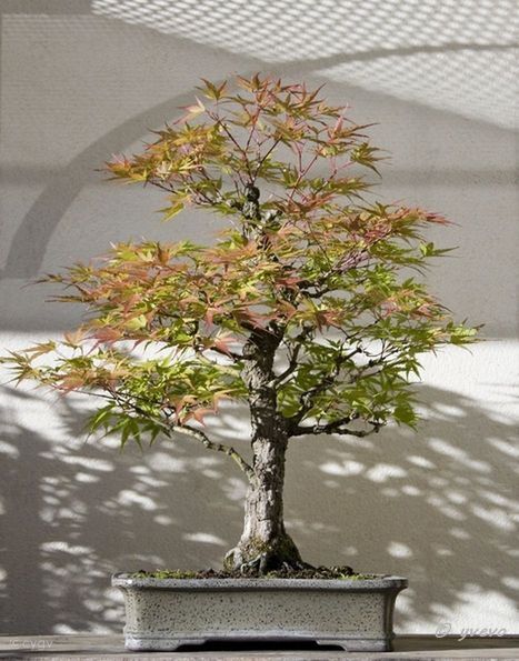 Erable-Bonsai-Acer 