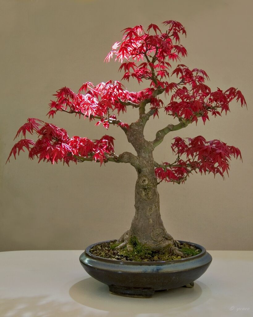 Erable-Bonsai-Acer Acer palmatum 'Deshojo'