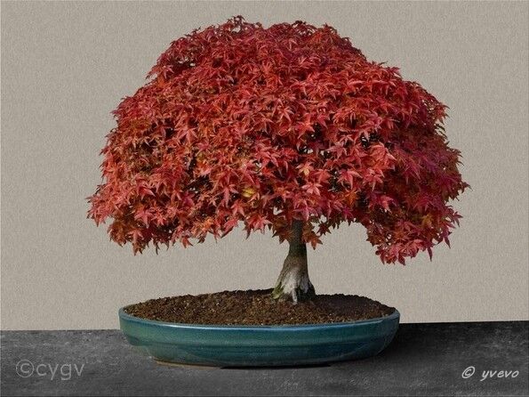 Erable-Bonsai-Acer Acer palmatum 'Kiyohime'