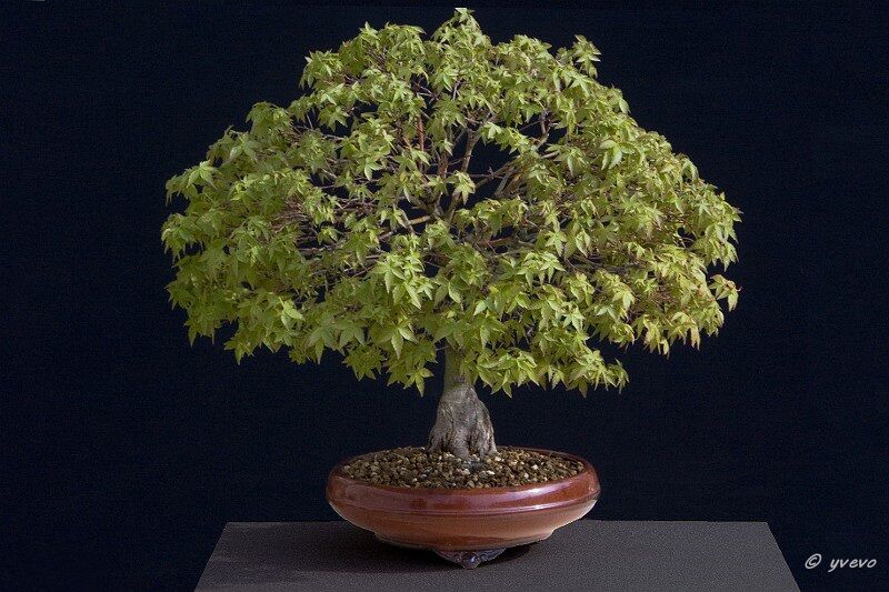 Erable-Bonsai-Acer Acer palmatum 'Kiyohime'
