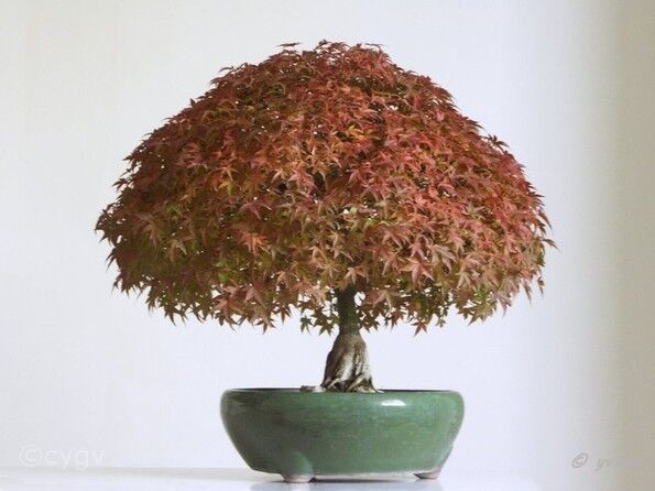 Erable-Bonsai-Acer Acer palmatum 'Kiyohime'