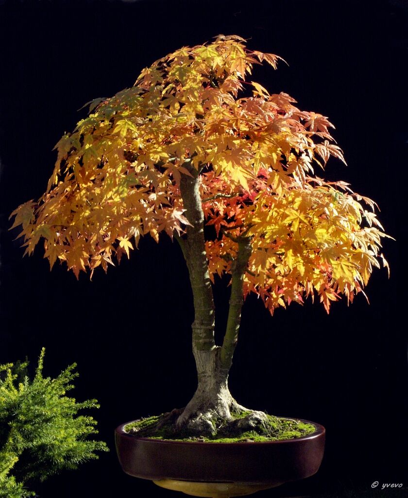 Erable-Bonsai-Acer Acer palmatum Thunb.