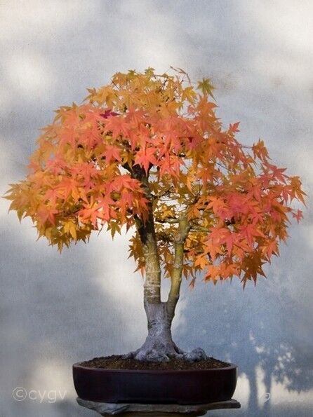 Erable-Bonsai-Acer Acer palmatum Thunb.