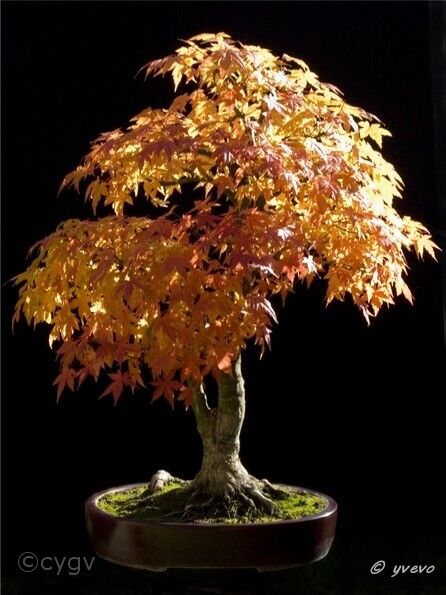 Erable-Bonsai-Acer Acer palmatum Thunb.