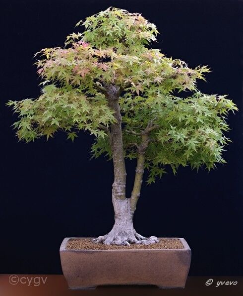 Erable-Bonsai-Acer Acer palmatum Thunb.