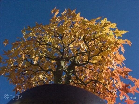Erable-Bonsai-Acer Acer palmatum Thunb.
