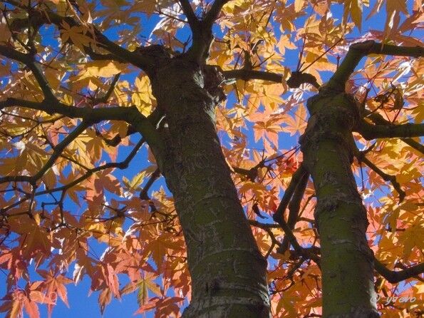 Erable-Bonsai-Acer Acer palmatum Thunb.