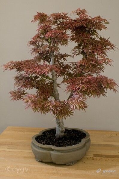 Erable-Bonsai-Acer Acer palmatum 'Jerry Schwartz'