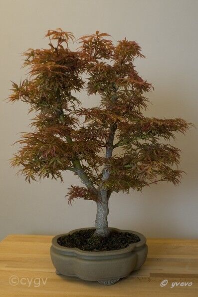 Erable-Bonsai-Acer Acer palmatum 'Jerry Schwartz'