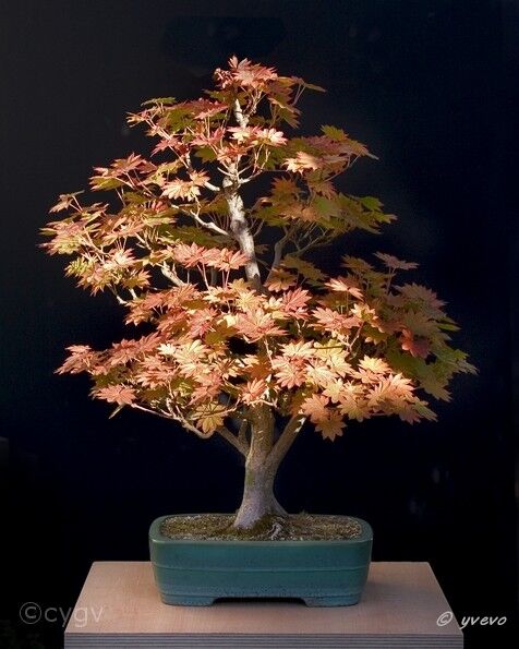 Erable-Bonsai-Acer Acer shirasawanum Koidz. 'Microphyllum'