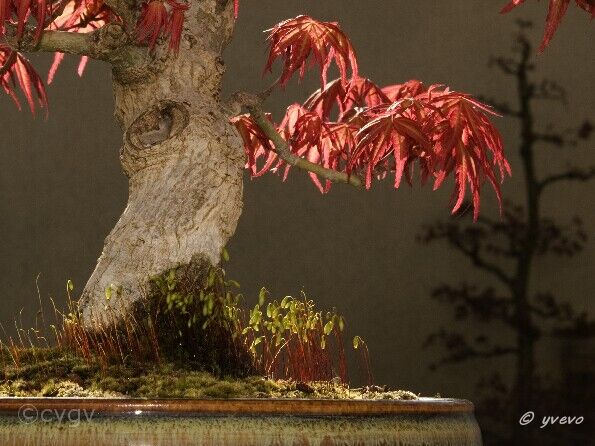 Erable-Bonsai-Acer Acer palmatum 'Seigai'