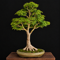 01-2 Acer palmatum 'Shishigashira'