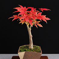 01-3 Acer palmatum issu de semi