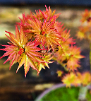 Erable-Bonsai-Acer Acer palmatum 'Koto hime'