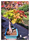 Erable-Bonsai-Acer Acer platanoides L.