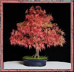 Erable-Bonsai-Acer Acer amoenum 'Dissectum Seiryu'