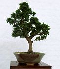 Bonsai-Erable-Acer Acer palmatum 'Koto Hime'