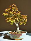 Erable-Bonsai-Acer Acer palmatum 'Koto hime'