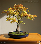 Erable-Bonsai-Acer Acer palmatum 'Orange dream'